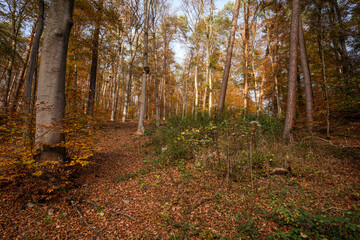 Obraz premium Wanderweg 