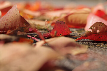 red maple leaf on ground