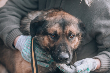 Portrait of a sad dog. Dog shelter