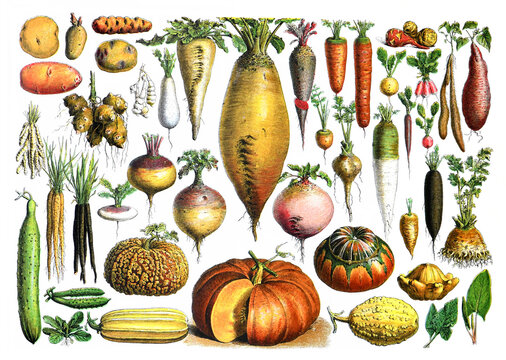 Vintage collage of raw and organic vegetables, for healthy food and lifestyle / Antique engraved illustration from from La Rousse XX Sciele	