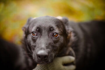 Portrait of sad black dog, selective focus on eye