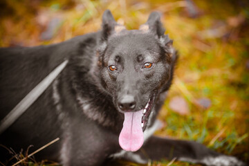 Portrait of a beautiful black dog on a background of yellow grass in an autumn park