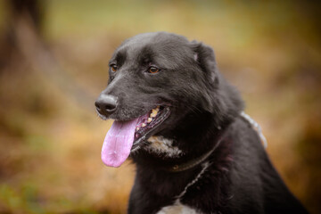 Lovely black dog, portrait with open mouth