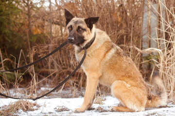 Beautiful mongrel dog sits while walking in the park