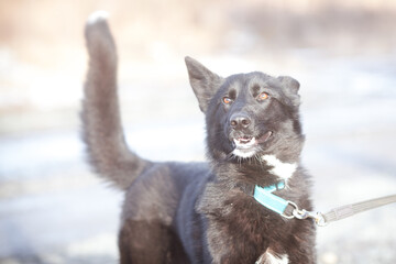 Beautiful black dog in bright sunny weather