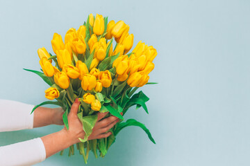 A large bouquet of yellow tulips in female hands on a blue background