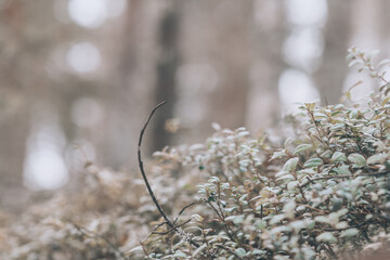 Moss and small grass, selective focus