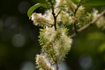 natura 