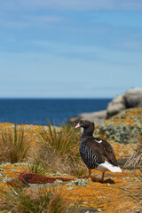 Female Kelp Goose (Chloephaga hybrida malvinarum) on a lichen covered cliff on Bleaker Island in the Falkland Islands.