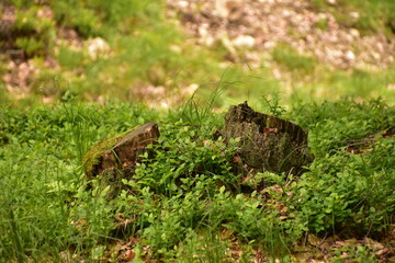 natura