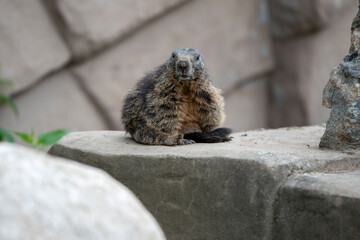 Alpine marmot