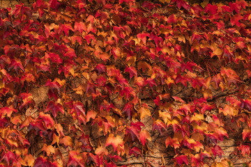 Herbstbaum - Rot-gelbe Blätter an der Hauswand