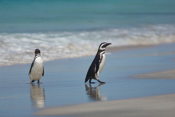 Magellanic Penguin (Spheniscus magellanicus) emerging from the sea on a large sandy beach on Bleaker Island in the Falkland Islands.