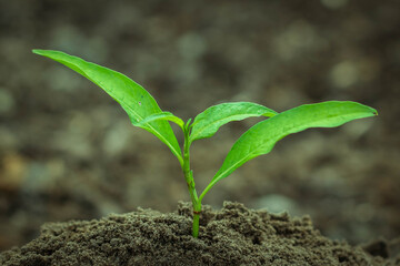 Young green Plant in a Soil. Sprout of Tree on a soil Background. New life start concept. Growing trees.