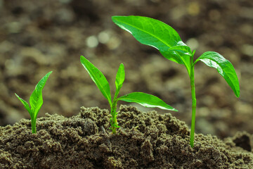 Step of growing sprout. New life start concept. Growing trees.