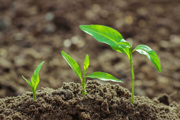 Step of growing sprout. New life start concept. Growing trees.