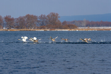 Swans on the lake in early winter.