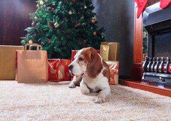 Beagle rest on carpet near to fireplace in empty room with Christmas decorations.