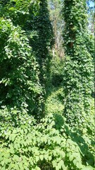 green forest background