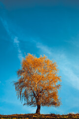 golden birch tree on blue sky