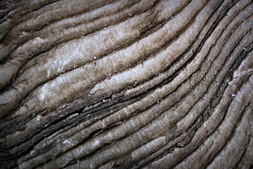 macro shot of a ram horn