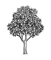 Ink sketch of pear tree.