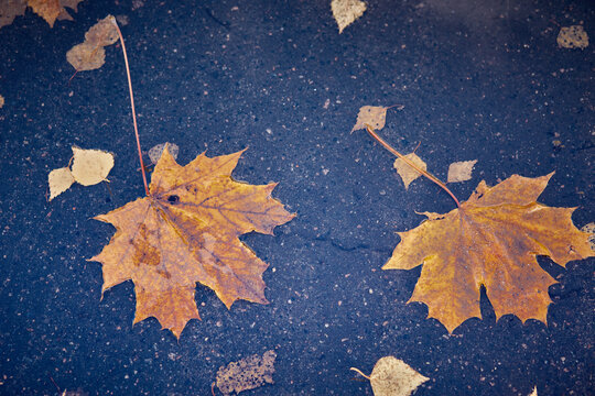 Bright autumn leaves of maple and birch on the background of wet asphalt. Fall season background concept. © AleksFil