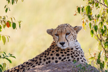 Cheetah lying in the shadow and resting