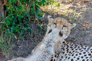 Cheetah looking at her cub who cuddles with her