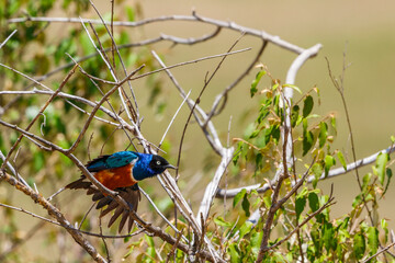 Superb starling in a tree