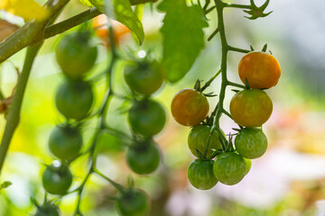 cherry tomato gardening organic mini small tomato