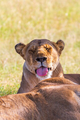 Lion stretching out his tongue and teasing