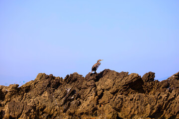 Oiseau sur la crête de rocher en bord de mer en Espagne