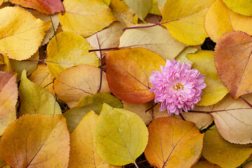 Autumn. Multi-colored leaves lie on the grass with an autumn pink flower. Autumn background with leaves