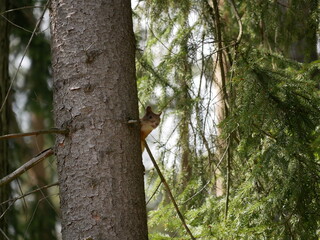 A young red squirrel looks out from behind the trunk of a pine tree on a Sunny spring day. Looking at rodents in natural conditions.
