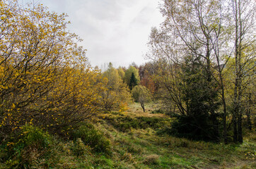 jesienny las - Bieszczady 