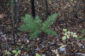 Autumnal impressions - a green fern