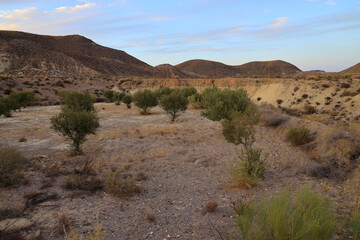 Champs d'olivier sen Espagne © Clea
