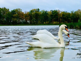 White swans on the lake