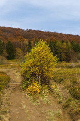 Fototapeta premium Bieszczady 
