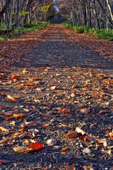 枯葉の積もった森の路