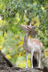 Fallow deer female in autumn forest (Dama dama)