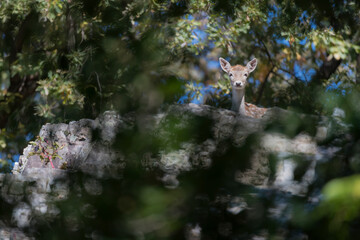Fallow deer female hidden in the forest (Dama dama)