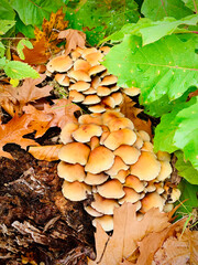 Mushroom in autumn forest