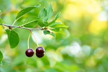 Cherry close-up. Branch with cherry fruits in the garden. Behind is a beautiful bokeh background.