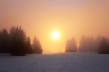 Mist covered trees in the mountains