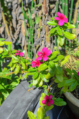 pink flowers in a garden