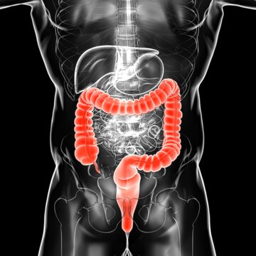 Large Intestine 3D Illustration Human Digestive System Anatomy