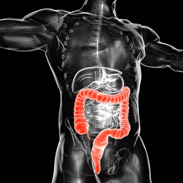 Large Intestine 3D Illustration Human Digestive System Anatomy