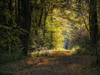 Wandern im Herbstwald, Naturschutzgebiet Goldgrund, W&ouml;rth am Rhein, Rheinland-Pfalz, Deutschland
